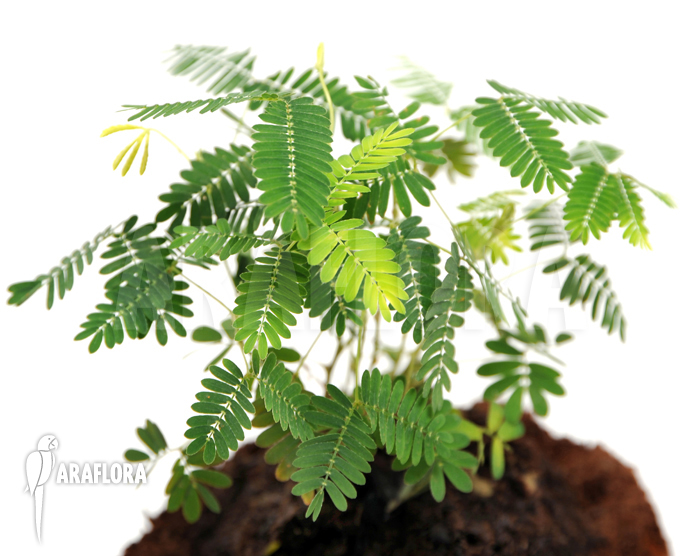 Mimosa pudica