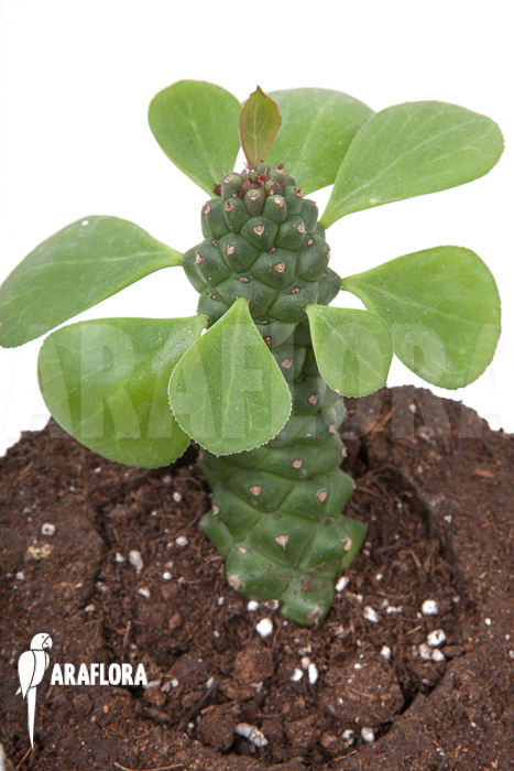 Monadenium ‚Ritchii‘