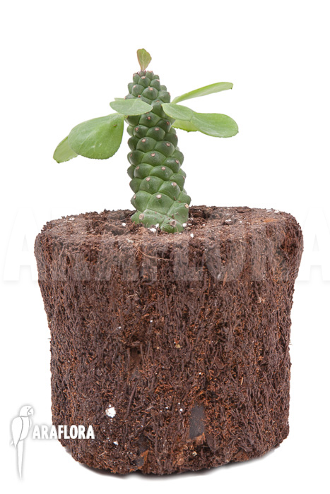 Monadenium ‚Ritchii‘