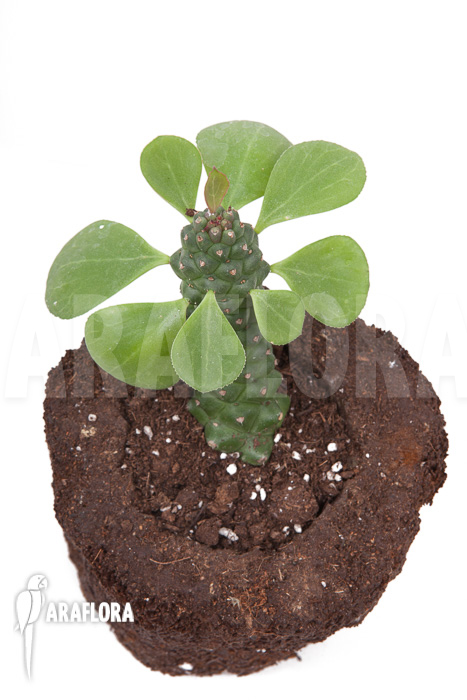 Monadenium ‚Ritchii‘