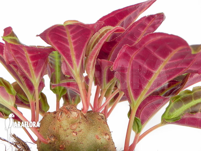 Monolena primuliflora ‚L‘