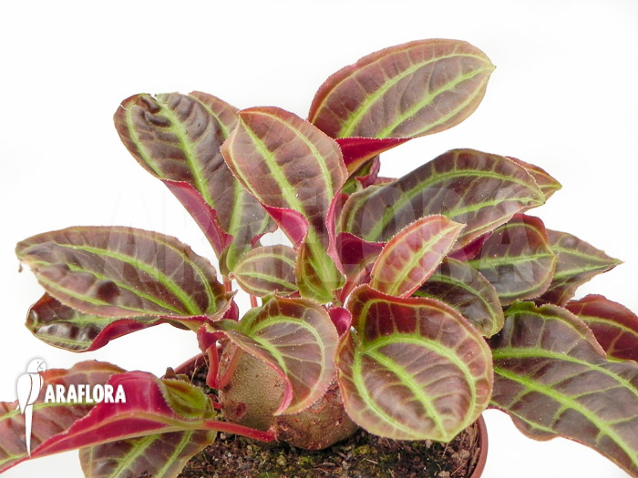 Monolena primuliflora ‚L‘