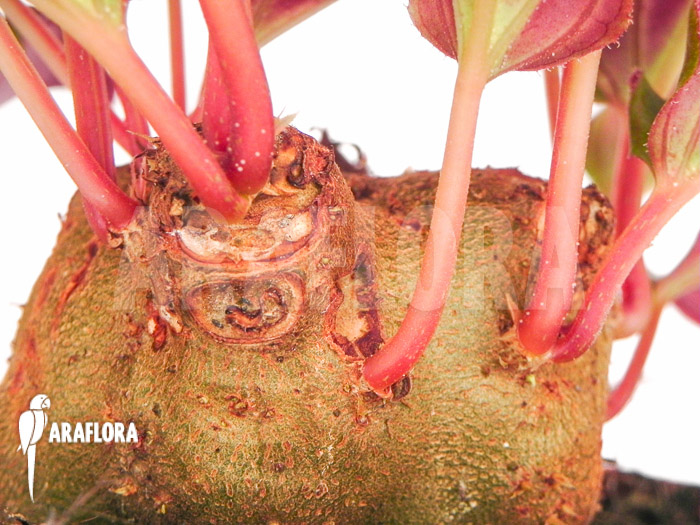 Monolena primuliflora ‚L‘