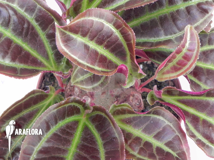 Monolena primuliflora ‚L‘