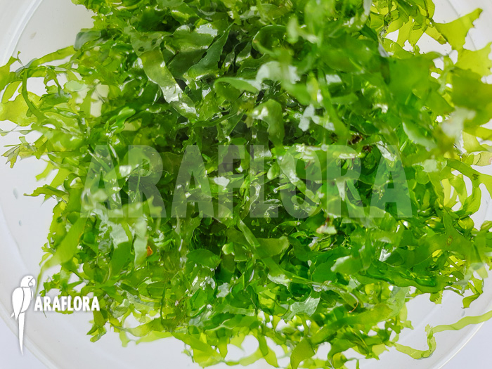 Tropical Pellia moss Monosolenium tenerum