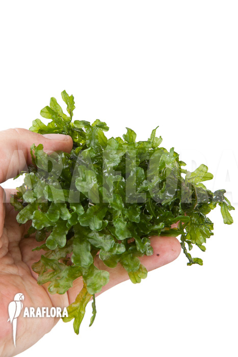 Monosolenium tenerum