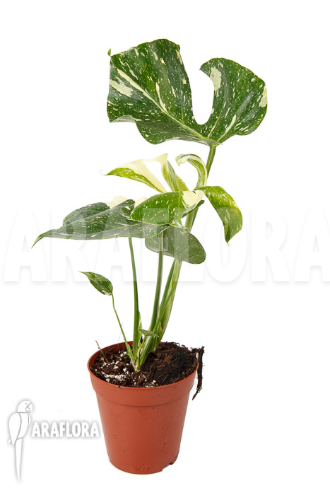 Monstera ‚Thai Constellation‘ ‚M‘