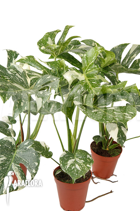 Monstera ‚Thai Constellation‘ ‚M‘