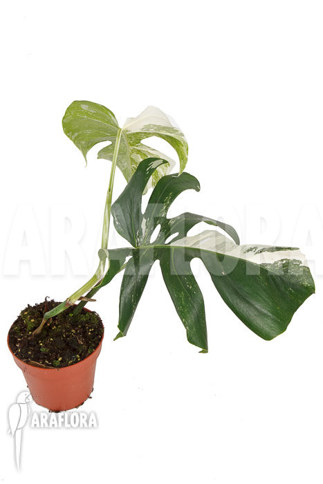 Monstera deliciosa variegata Type B ‚M‘