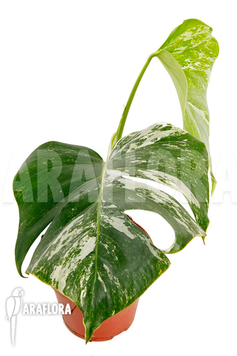 Monstera deliciosa variegata White One ‚M‘