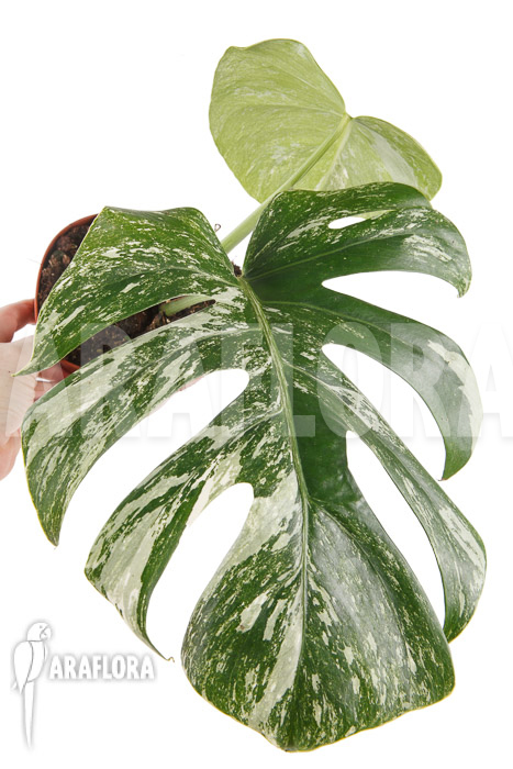 Monstera deliciosa variegata White One ‚M‘