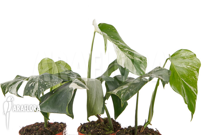 Monstera deliciosa variegata White One ‚M‘