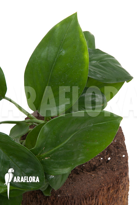 Monstera friedrichsthalii vs adansonii