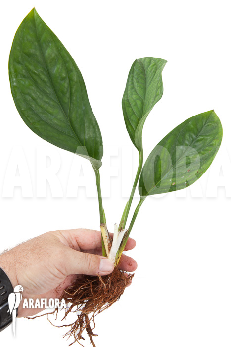 Monstera pinnatipartita ’starter2′