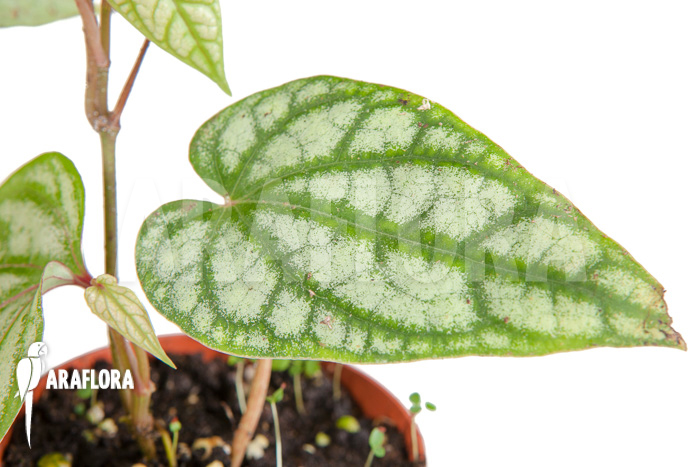 Monstera siltepecana starter