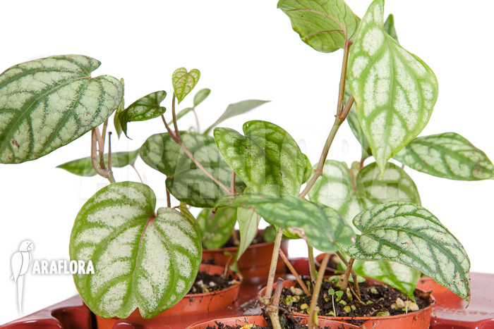 Monstera siltepecana starter