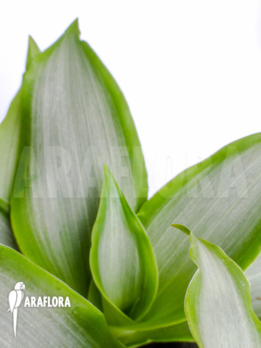 Murdannia loriformis ‚Bright-Star‘