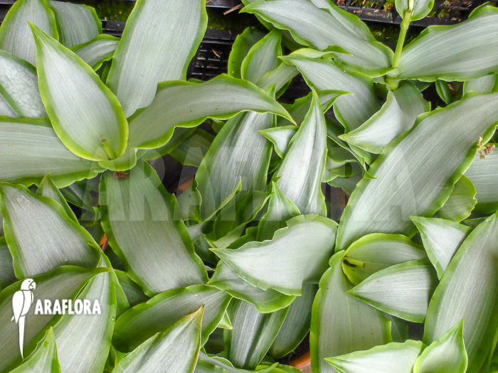 Murdannia loriformis ‚Bright-Star‘