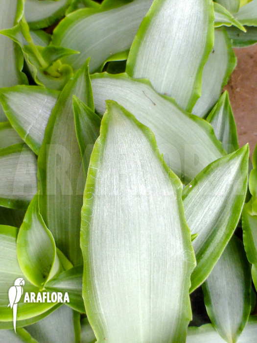 Murdannia loriformis ‚Bright-Star‘