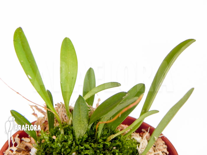 Muscarella macroblepharis