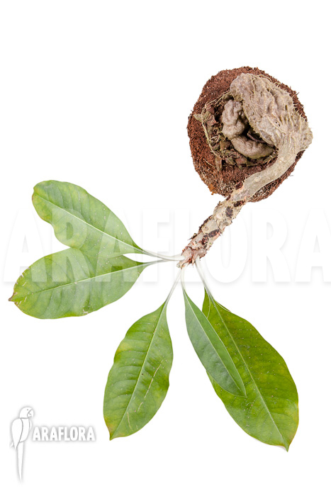 Myrmecodia tuberosa ‚XXL‘