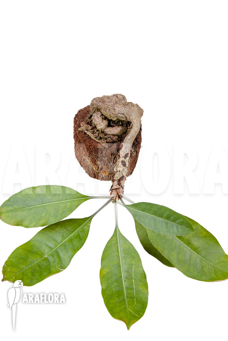 Myrmecodia tuberosa ‚XXL‘