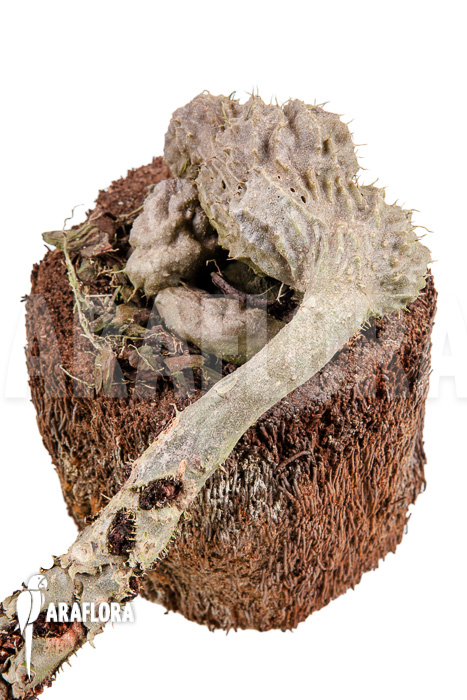 Myrmecodia tuberosa ‚XXL‘