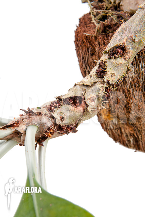 Myrmecodia tuberosa ‚XXL‘