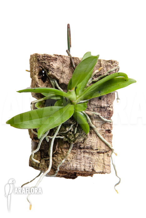 Mystacidium hariotiana