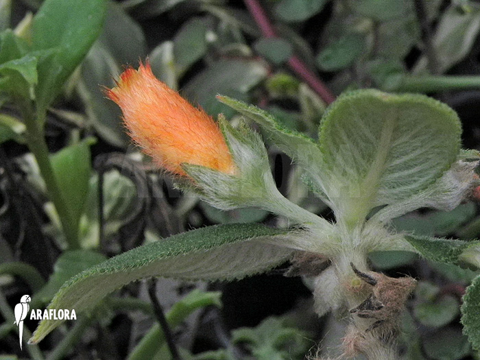 Nematanthus species C ‚Brazil‘