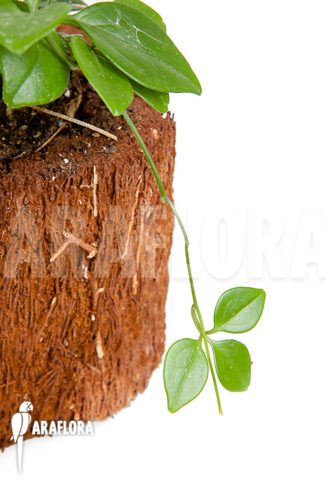 Neoalsomitra sarcophylla