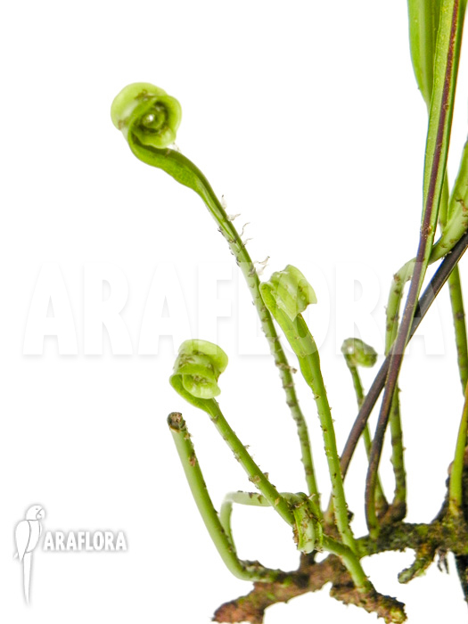 Neolepisorus lancifolius