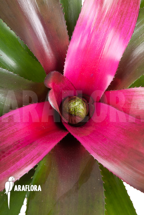 Neoregelia ‚Purple‘
