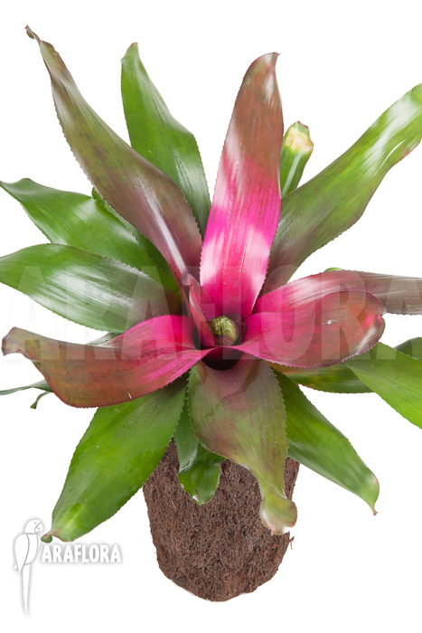 Neoregelia ‚Purple‘