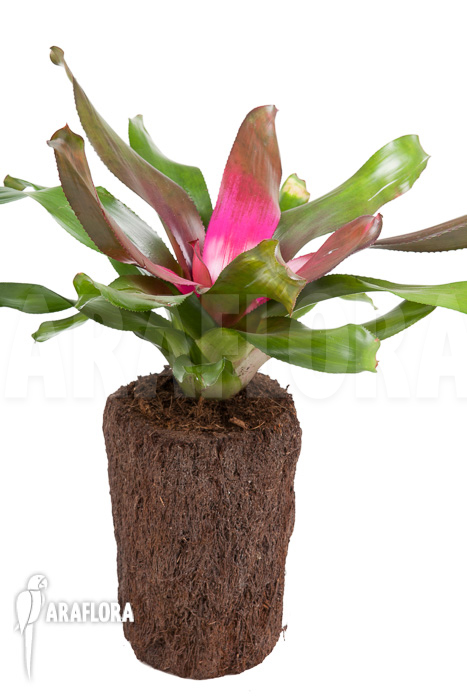 Neoregelia ‚Purple‘