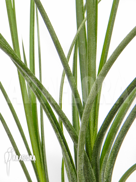 Neoregelia ‚Abendrothae‘