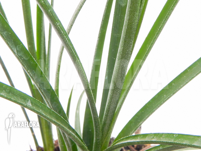 Neoregelia ‚Abendrothae‘