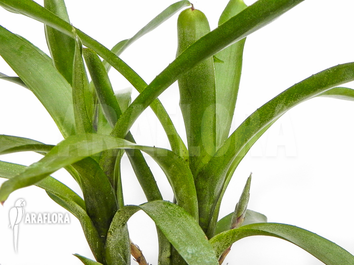 Neoregelia ‚Abendrothae‘