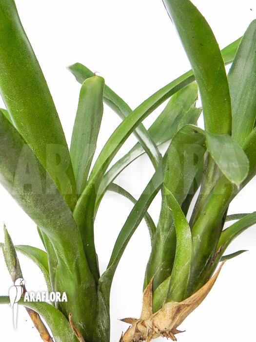 Neoregelia ‚Abendrothae‘