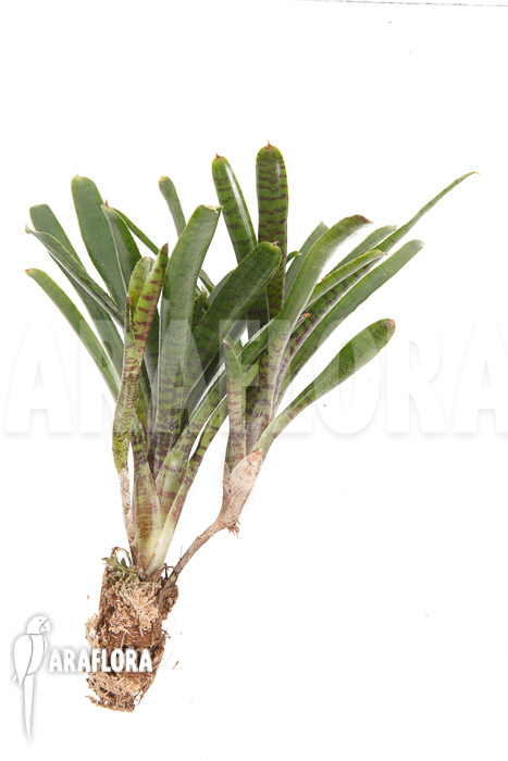 Neoregelia x Pimento