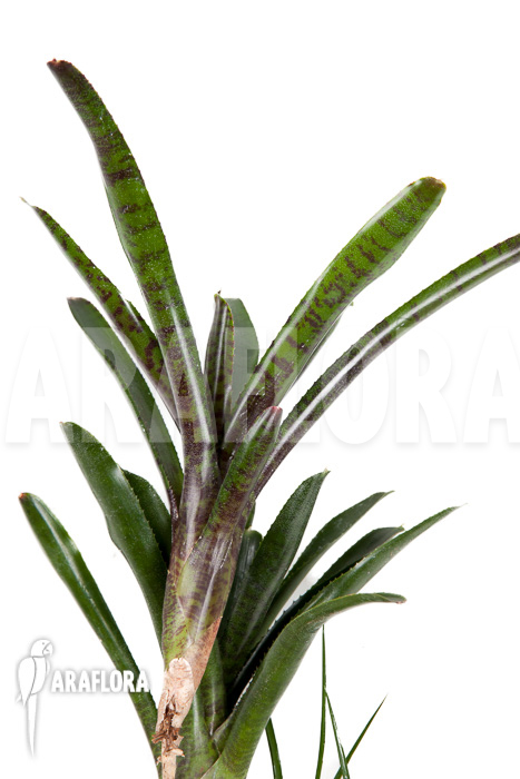 Neoregelia ampullacea ‚Purple‘ Starter