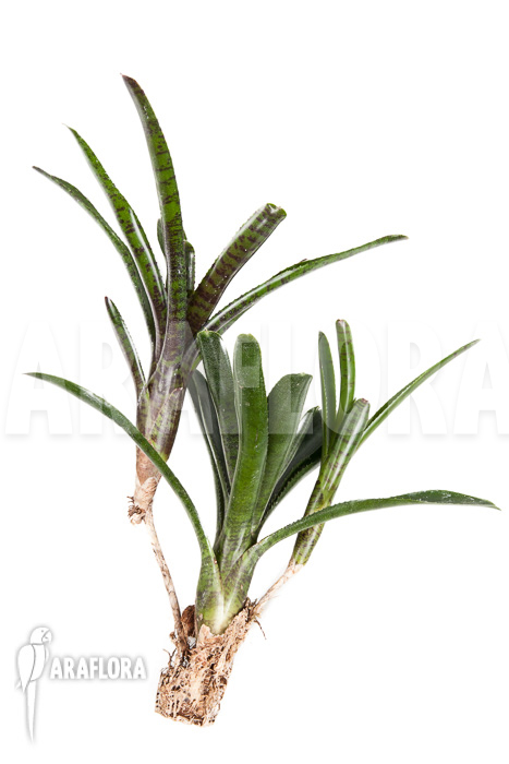 Neoregelia ampullacea ‚Purple‘ Starter