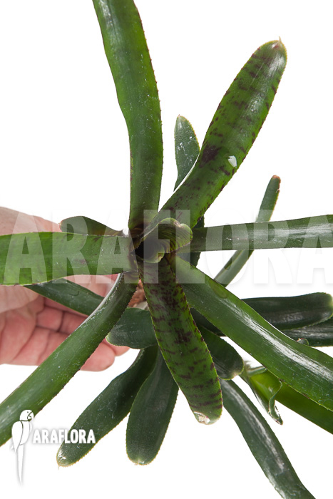 Neoregelia ampullacea ‚Purple‘ Starter