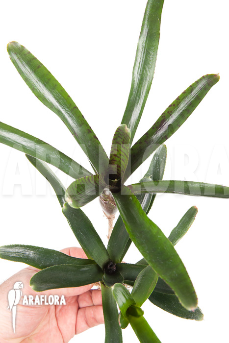 Neoregelia ampullacea ‚Purple‘ Starter