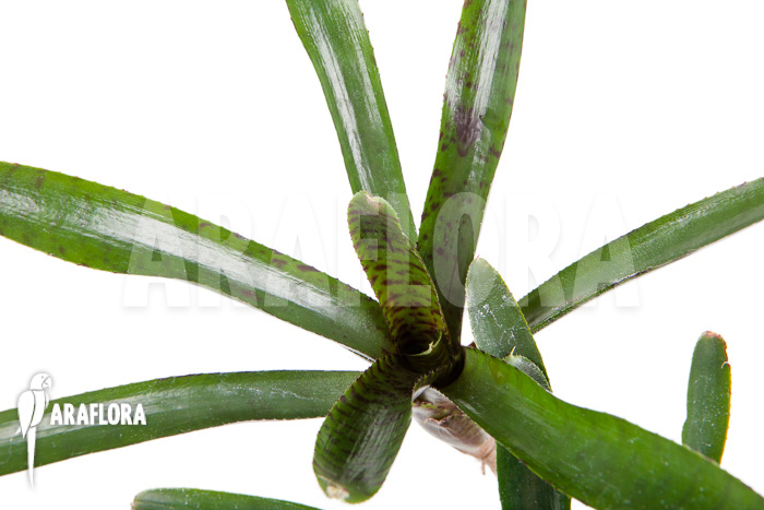 Neoregelia ampullacea ‚Purple‘ Starter