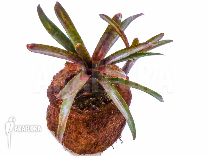 Neoregelia ampullacea ‚Red Clone‘