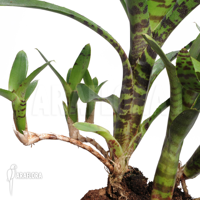 Neoregelia ampullacea ‚Big Tiger A‘