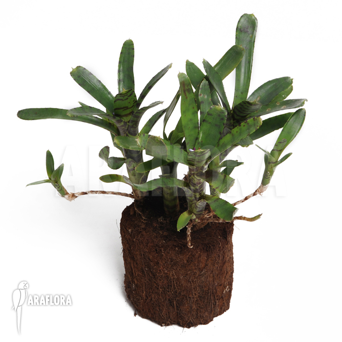 Neoregelia ampullacea ‚Big Tiger A‘