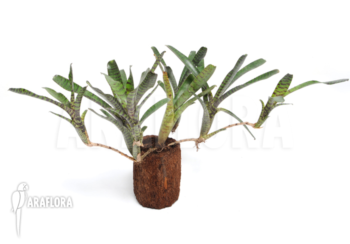 Neoregelia ampullacea ‚Black Tiger‘