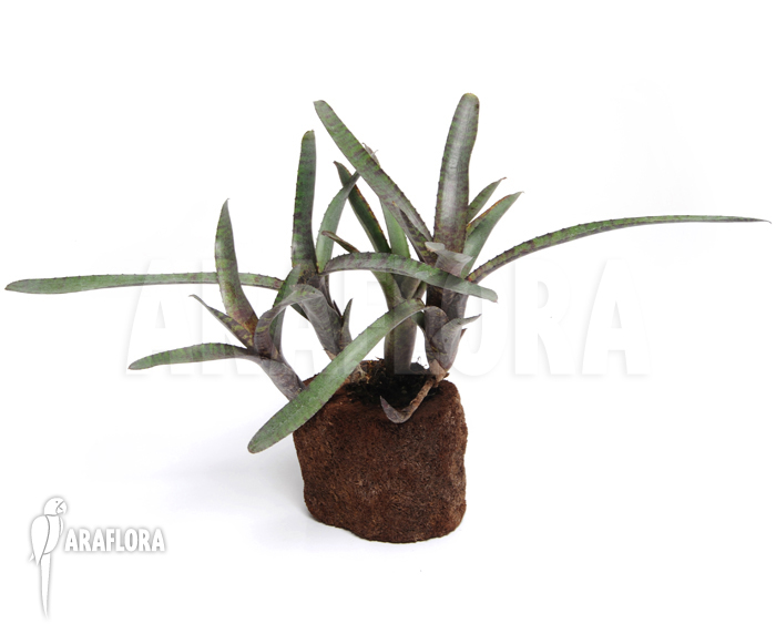 Neoregelia ampullacea ‚Red Clone‘